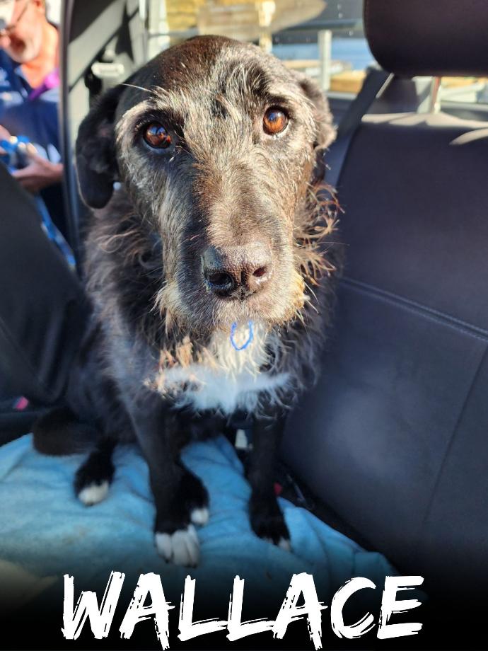WBS Henderson - Furry Friends Wallace