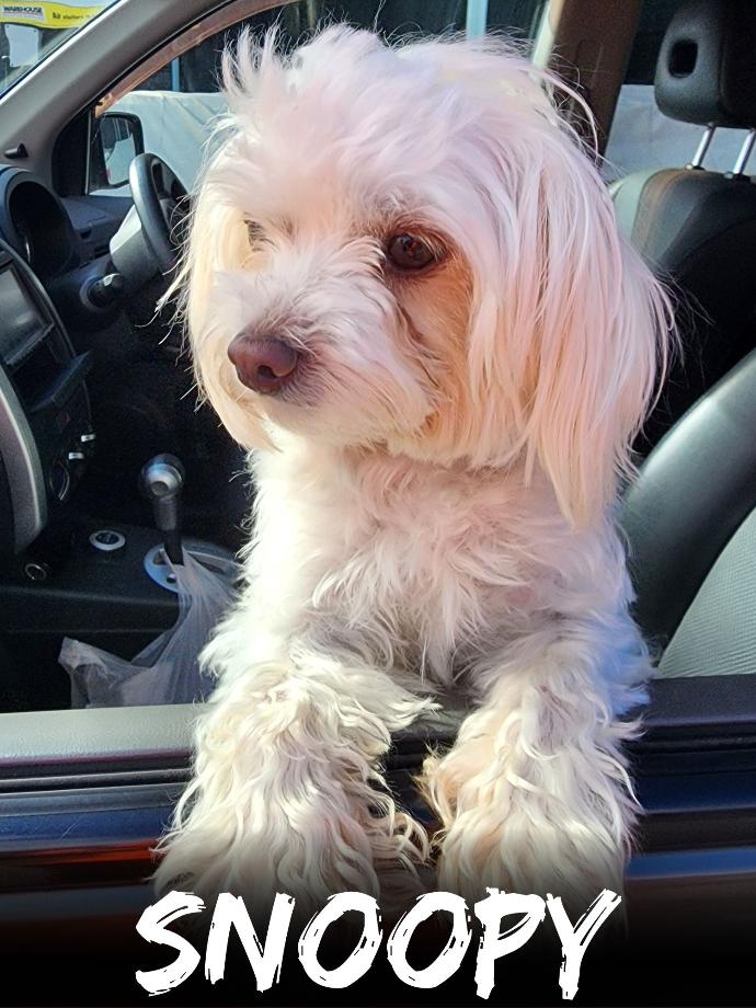 WBS Henderson - Furry Friends Snoopy