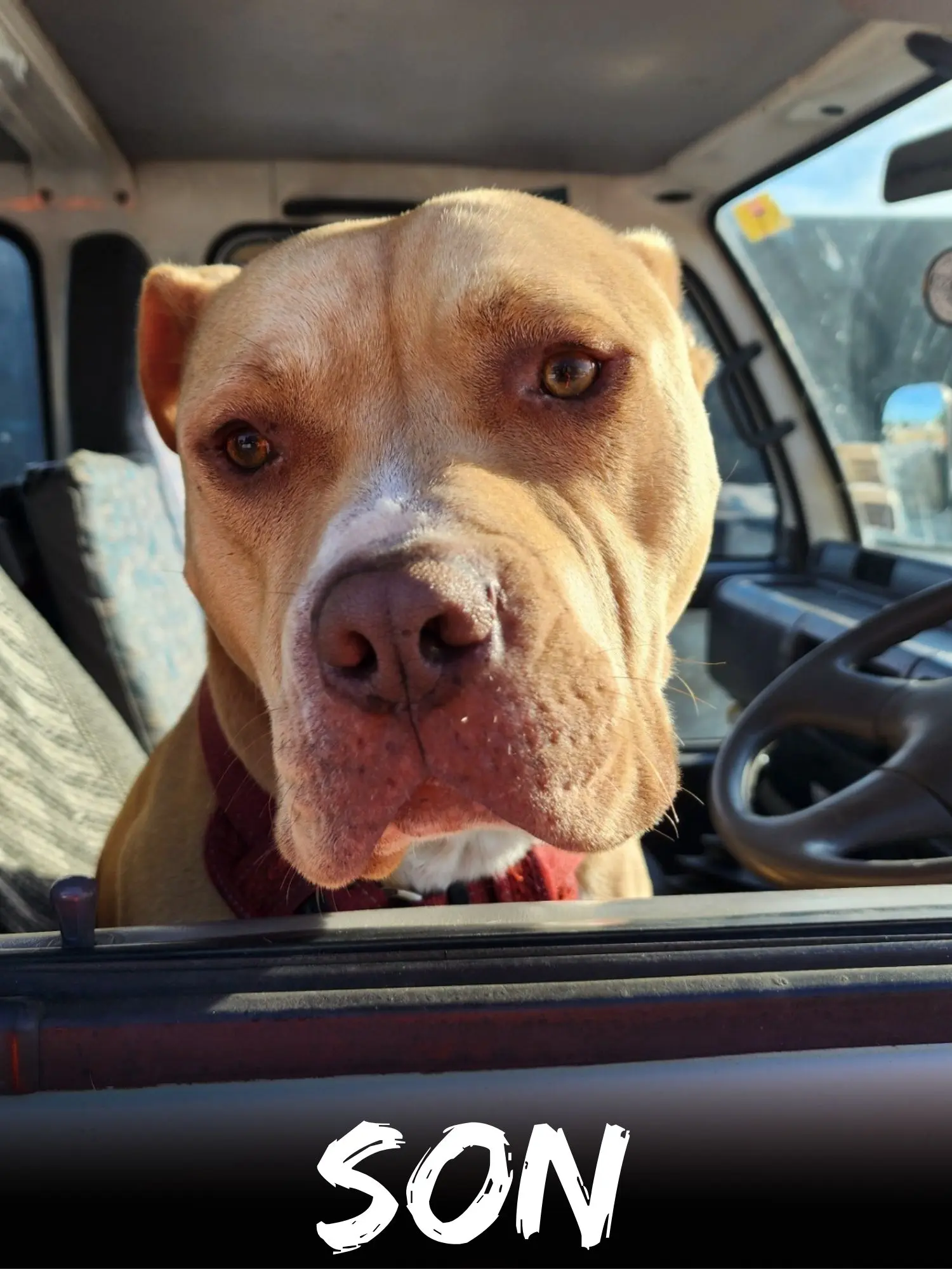 wbs-henderson-furry-friends-son