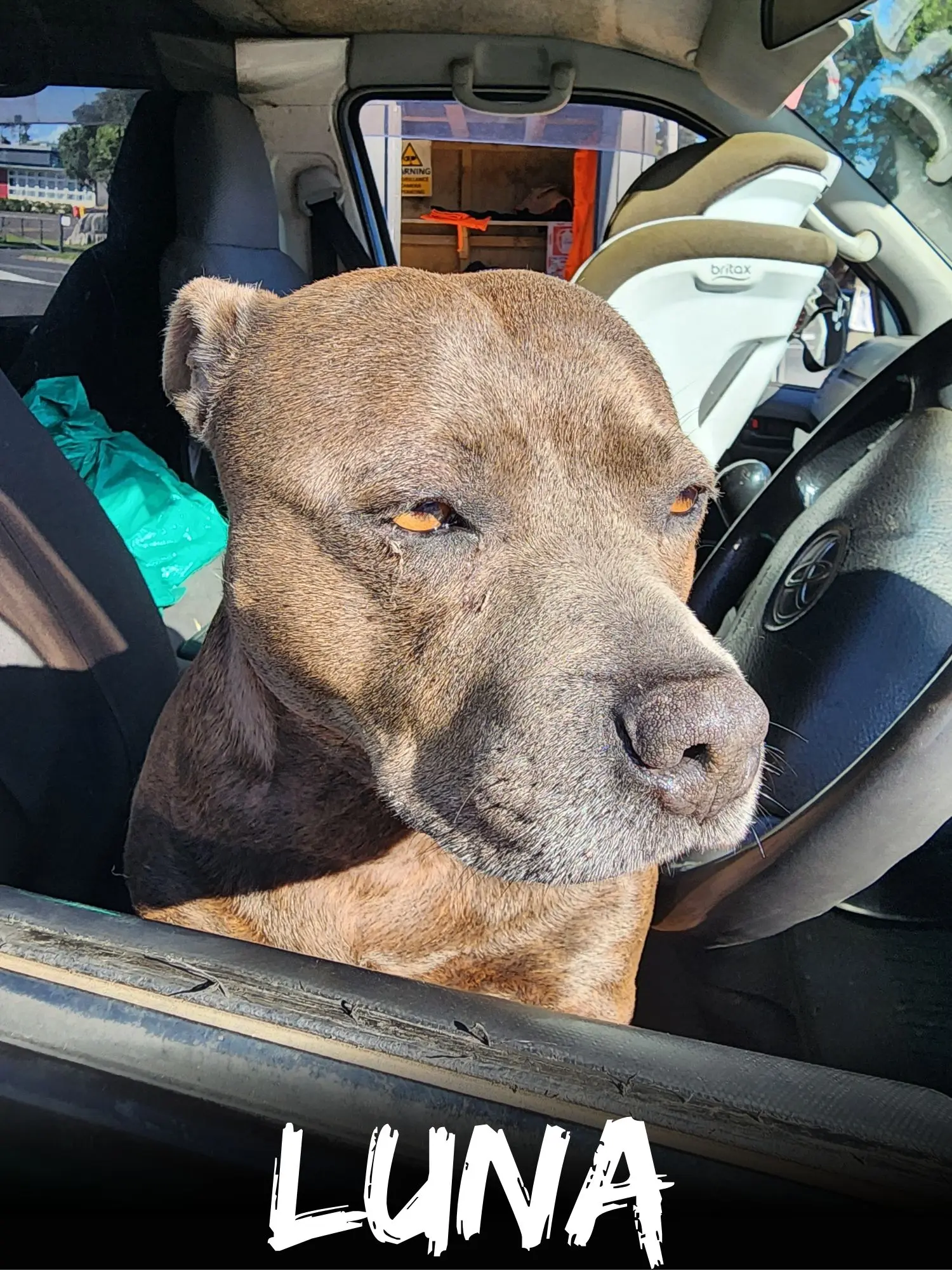 wbs-henderson-furry-friends-luna