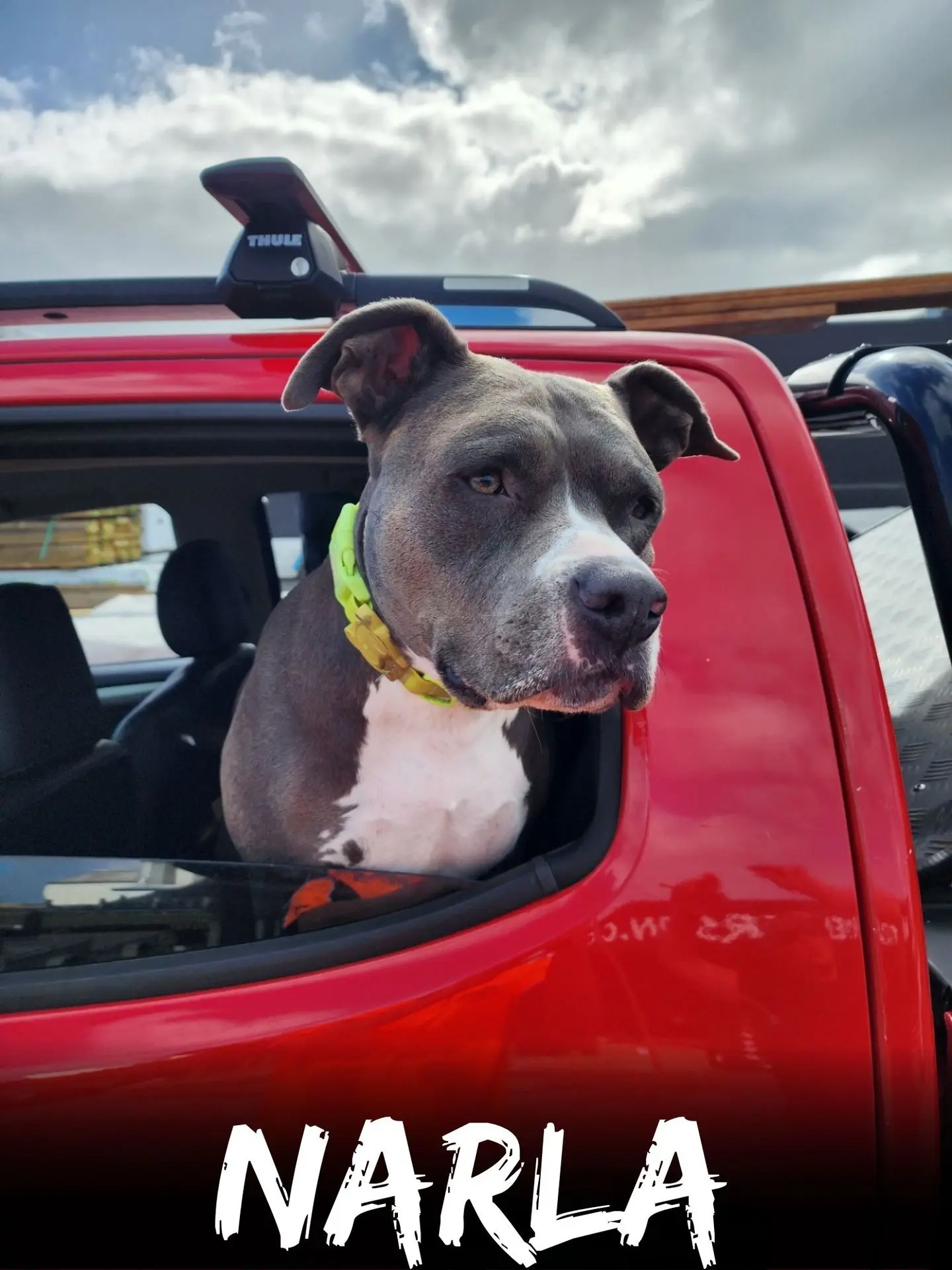 wbs-henderson-furry-friends-narla