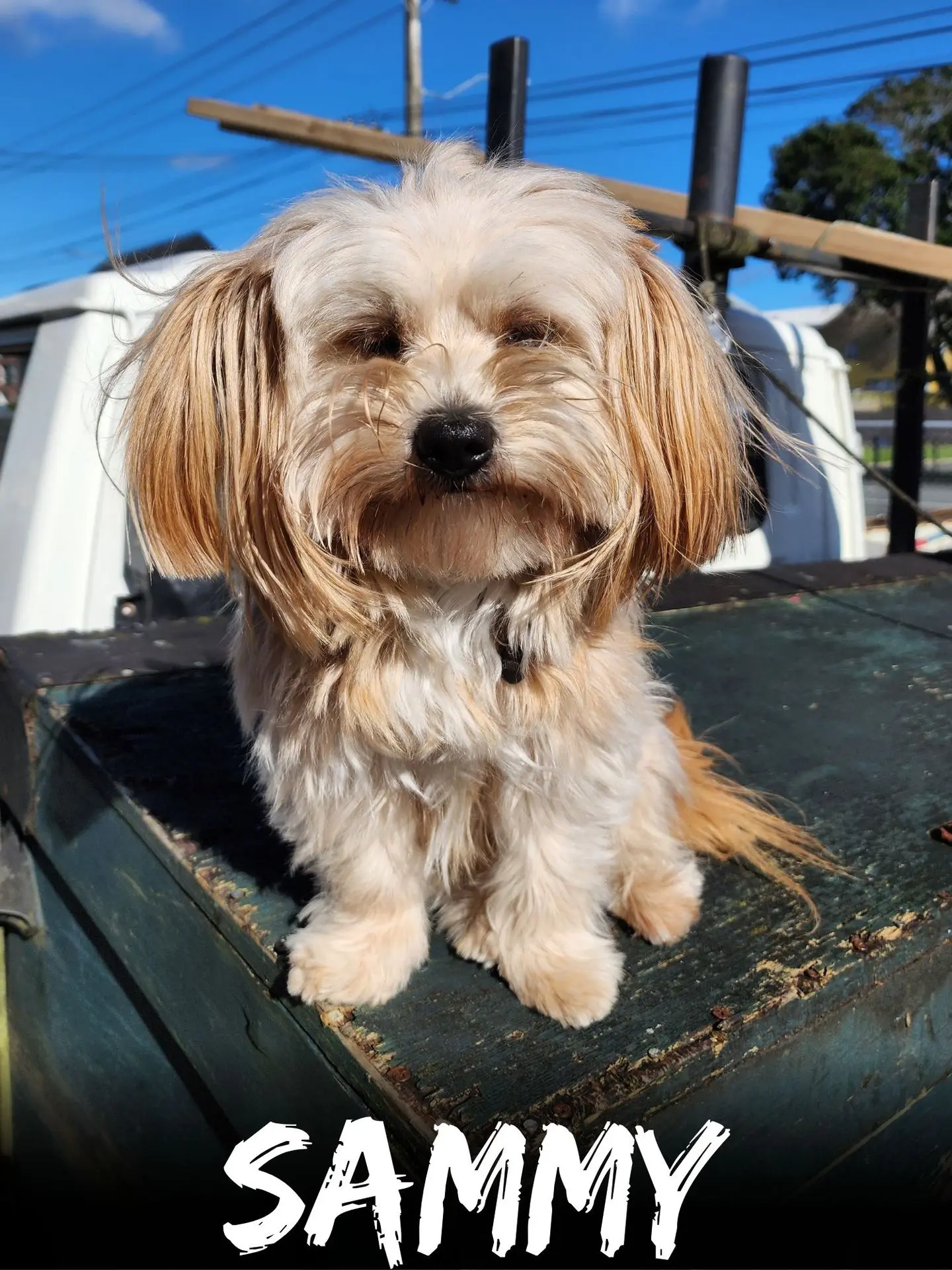 wbs-henderson-furry-friends-sammy