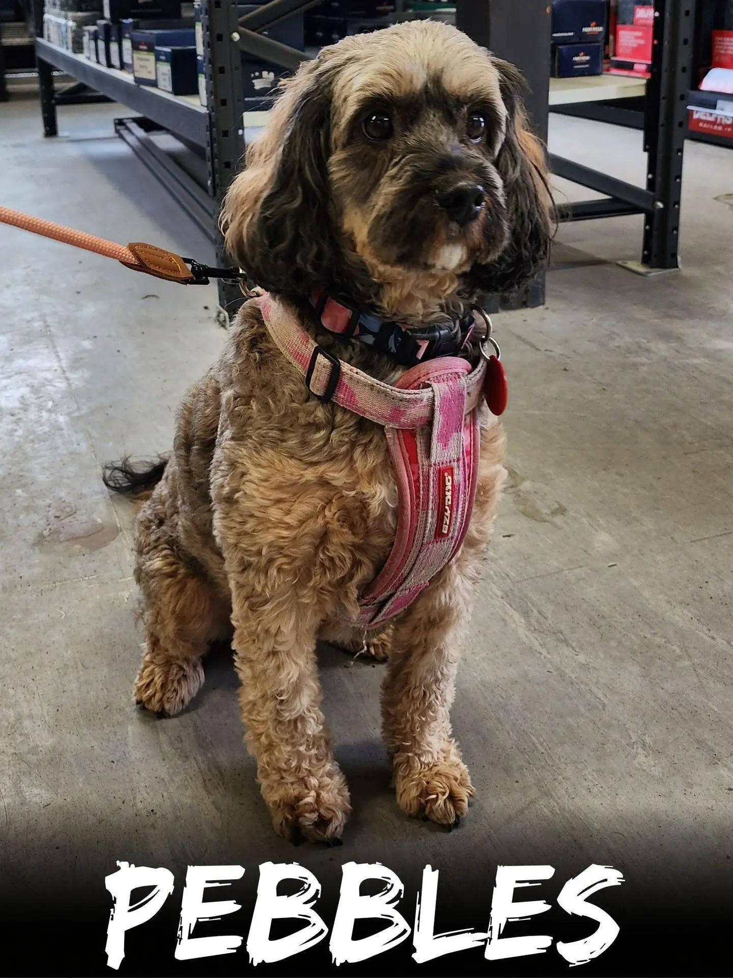 wbs-henderson-furry-friends-pebbles
