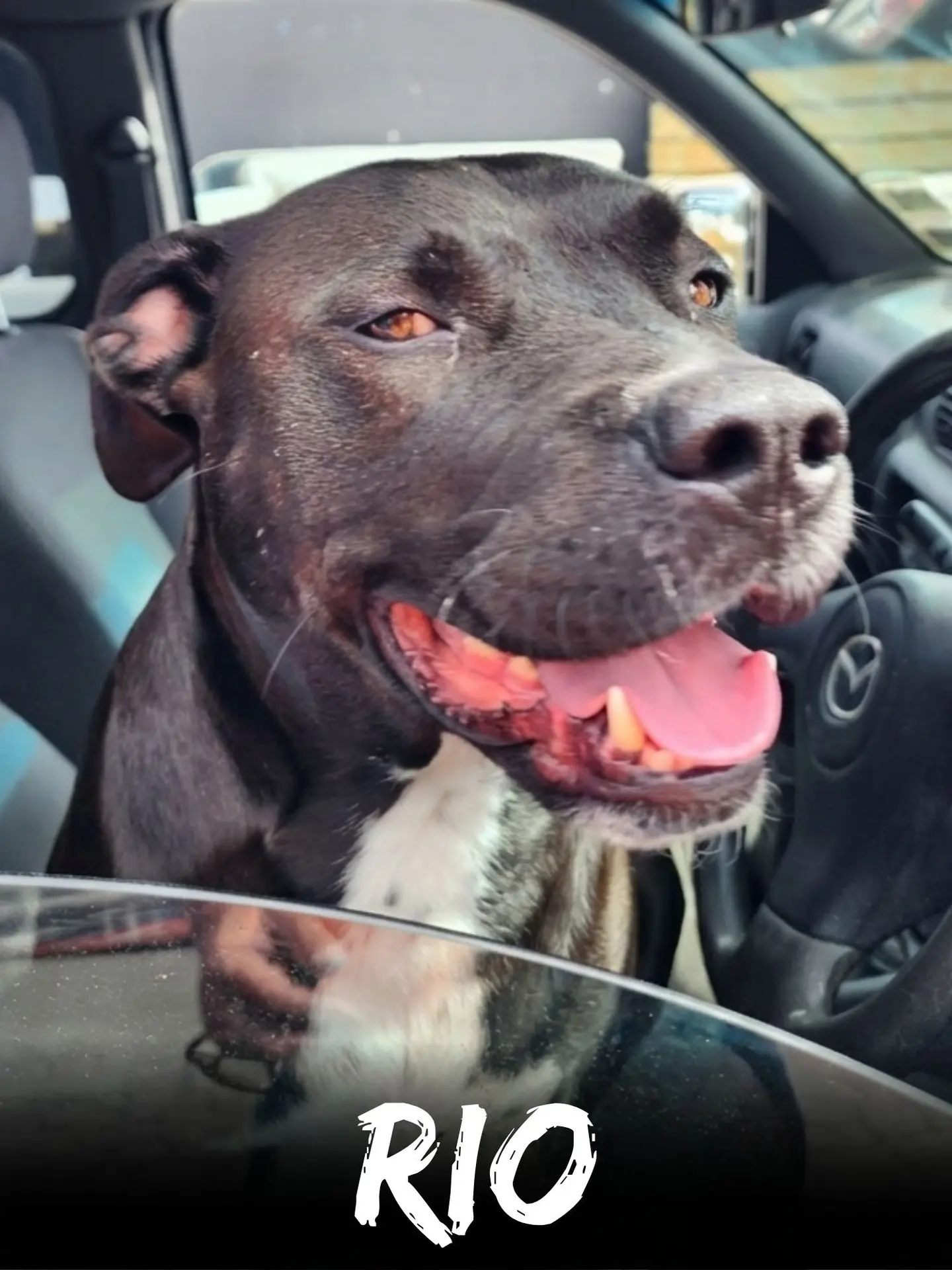 wbs-henderson-furry-friends-rio