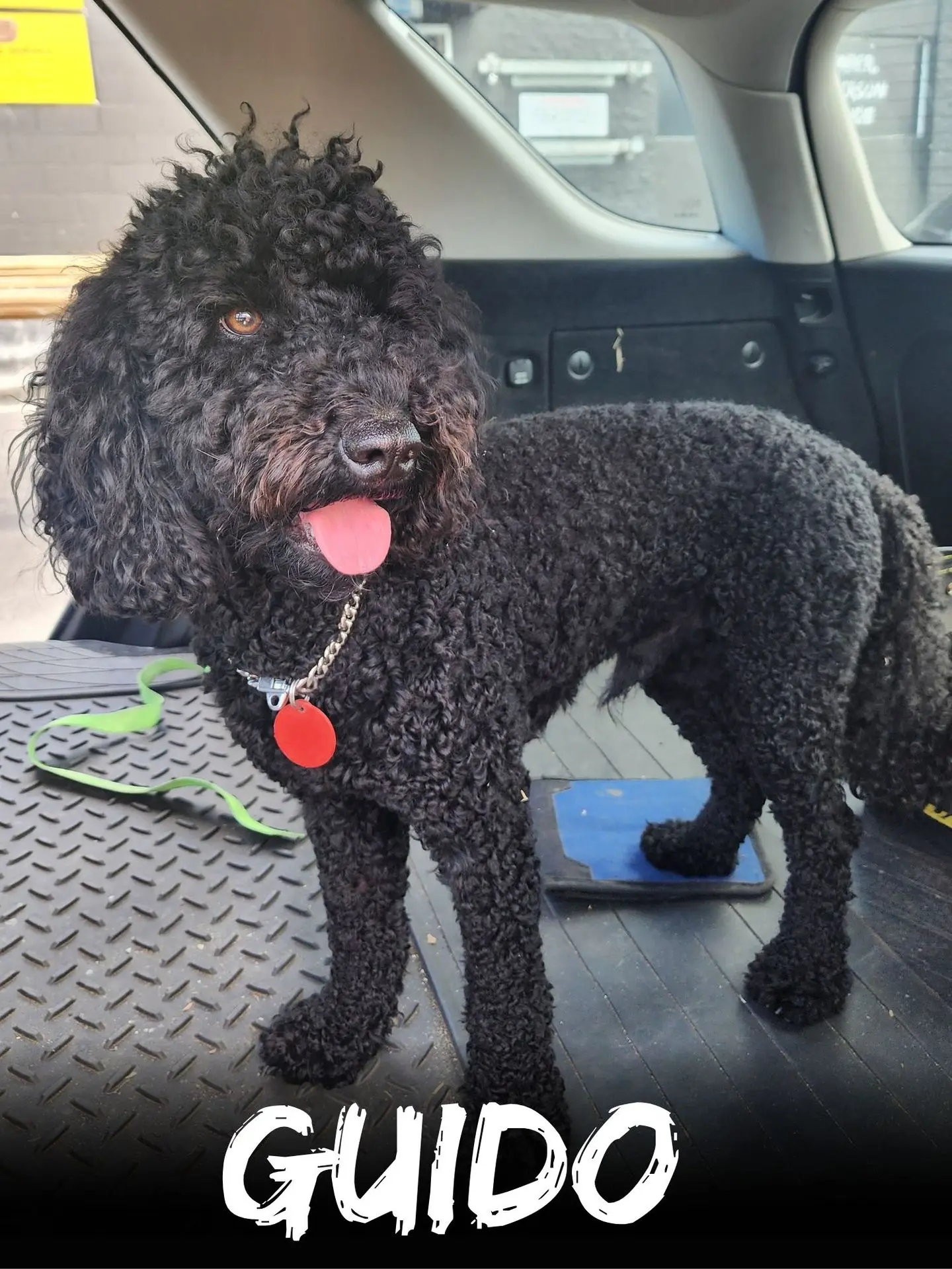 wbs-henderson-furry-friends-guido